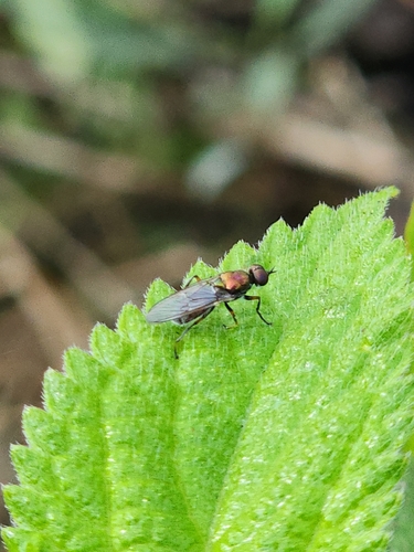 Unknown species found near Hobe Sound, FL 33455, USA