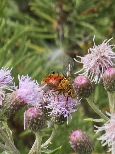 Unknown species found near Yellowstone National Park, WY 82190, USA