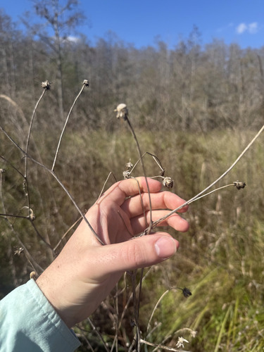 Southeastern Sunflower (Helianthus agrestis)