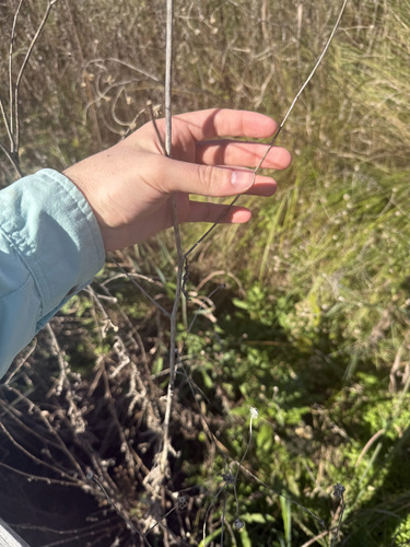 Helianthus agrestis