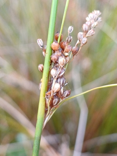 Fingered Rush (Juncus subsecundus)
