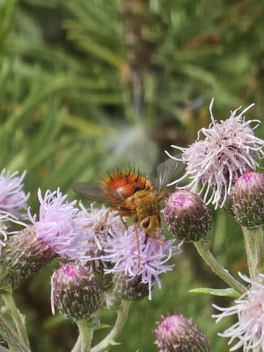 Unknown species found near Yellowstone National Park, WY 82190, USA