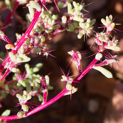 Sclerolaena intricata, 2017-06-29