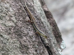 Sphenomorphus melanopogon