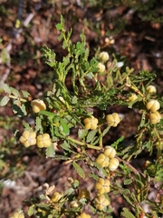 Larrea nitida