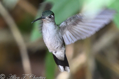 Campylopterus largipennis