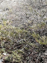 Larrea nitida