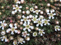 Pyxidanthera brevifolia