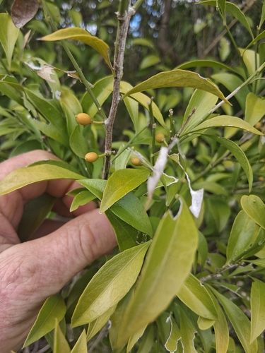 Florida Boxwood (Schaefferia frutescens)