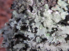 Parmotrema subisidiosum