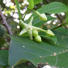 Gymnanthera oblonga