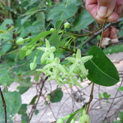 Gymnanthera oblonga