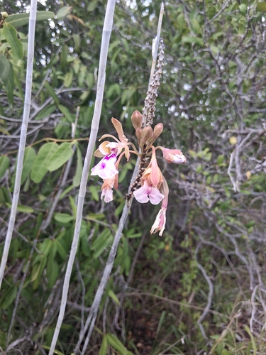 Psychilis macconnelliae, photograph 3