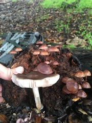 Mycena