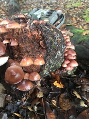 Mycena