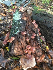 Mycena