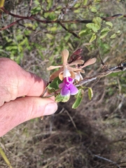 Psychilis macconnelliae, photograph author not stated, no rights reserved