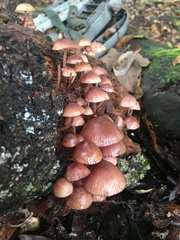 Mycena