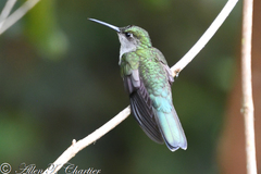 Campylopterus largipennis