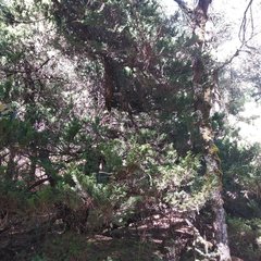 Juniperus monticola monticola