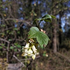 Ribes ciliatum