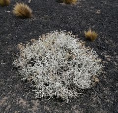 Senecio filaginoides