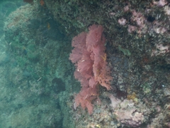 Melithaea