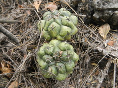 Thelocactus hexaedrophorus hexaedrophorus