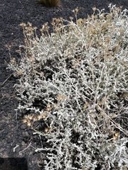 Senecio filaginoides