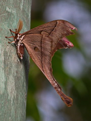 Coscinocera hercules