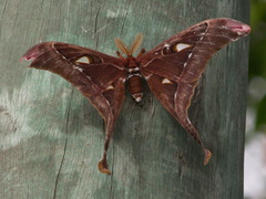 Coscinocera hercules