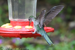 Campylopterus largipennis