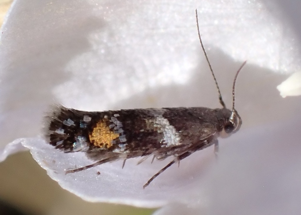 Hyposmocoma elegantula