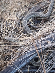 Pituophis catenifer catenifer