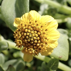 Lipochaeta integrifolia, photograph (c) Thomas Irvine, some rights reserved (CC BY)