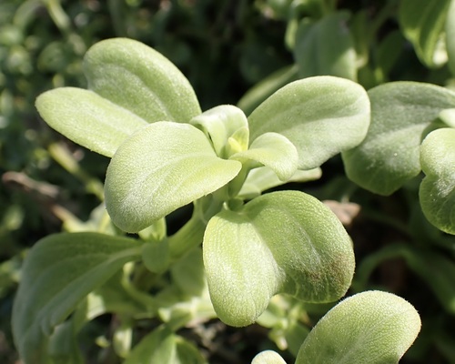 Lipochaeta integrifolia, photograph 4