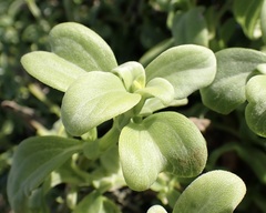 Lipochaeta integrifolia, photograph (c) Thomas Irvine, some rights reserved (CC BY)