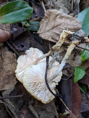 Clitocybe salmonilamella