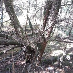 Juniperus monticola monticola