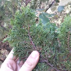 Juniperus monticola monticola