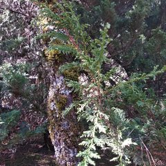 Juniperus monticola monticola
