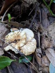 Clitocybe salmonilamella