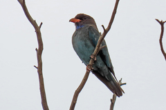 Oriental Dollarbird photo 5