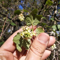 Ribes ciliatum