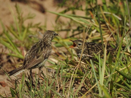 Yellowish Pipit (Anthus chii), photo 9