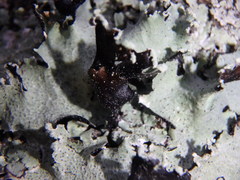 Parmotrema subisidiosum