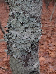 Parmotrema subisidiosum