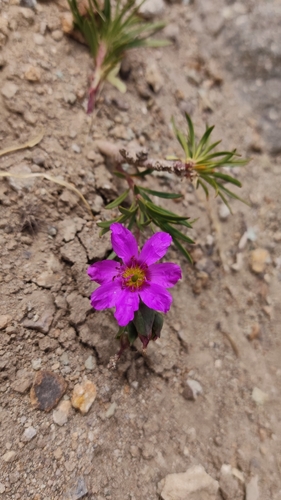 Montiopsis andicola