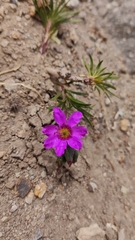 Montiopsis andicola