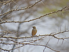 Pseudonigrita arnaudi